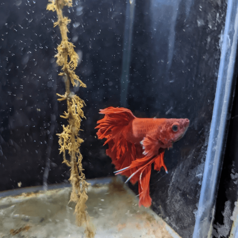 Male Betta Siamese Fighter Fish (#22) - Real Aquatics