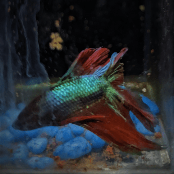 Male Betta Siamese Fighter Fish (#23) - Real Aquatics