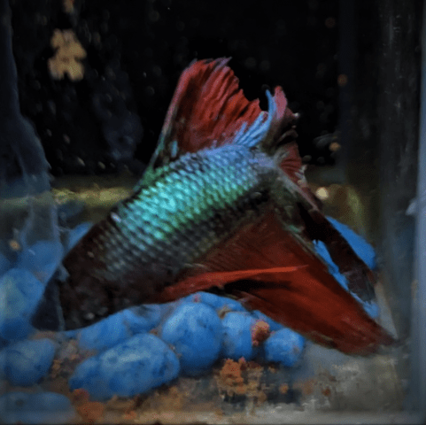 Male Betta Siamese Fighter Fish (#23) - Real Aquatics