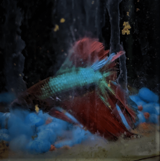 Male Betta Siamese Fighter Fish (#23) - Real Aquatics