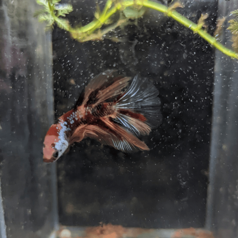 Male Betta Siamese Fighter Fish (#3) - Real Aquatics