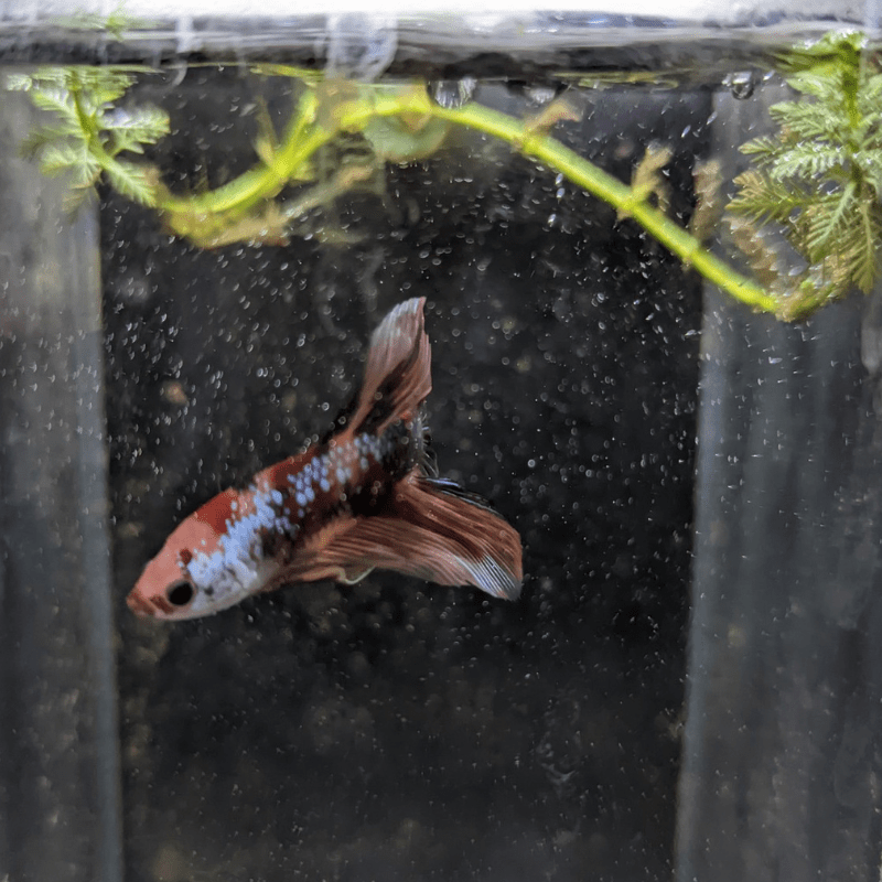 Male Betta Siamese Fighter Fish (#3) - Real Aquatics