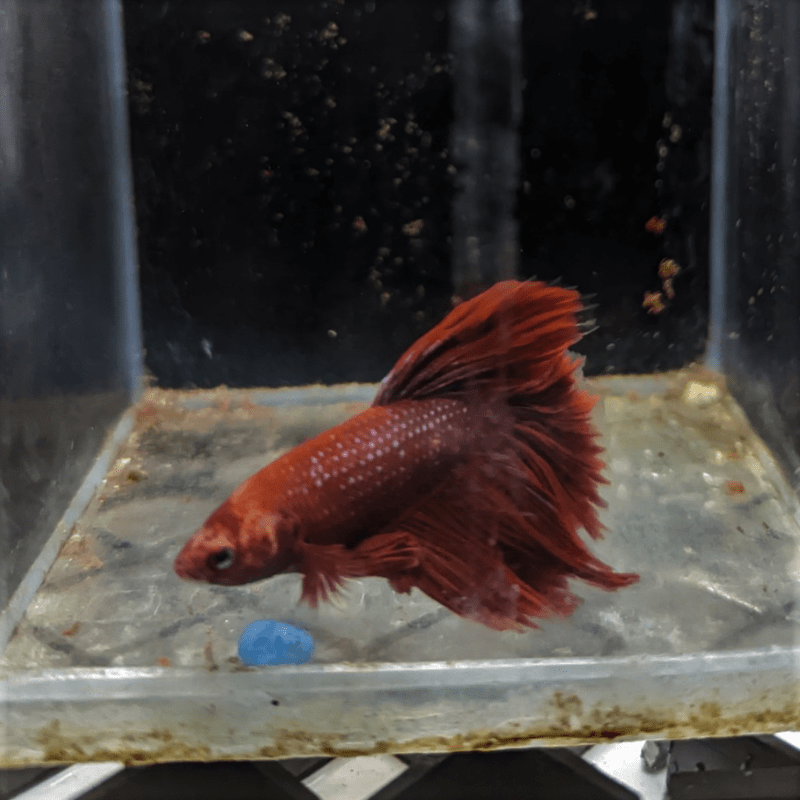 Male Betta Siamese Fighter Fish (#4) - Real Aquatics