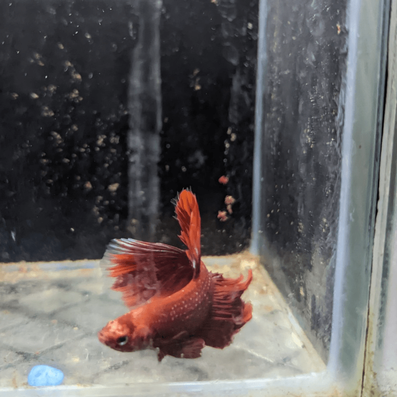 Male Betta Siamese Fighter Fish (#4) - Real Aquatics