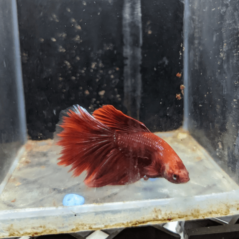 Male Betta Siamese Fighter Fish (#4) - Real Aquatics