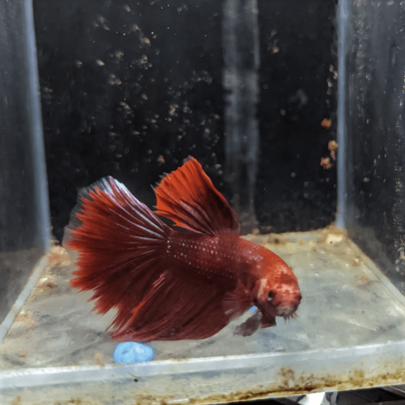 Male Betta Siamese Fighter Fish (#4) - Real Aquatics