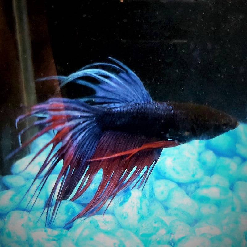 Male Betta Siamese Fighter Fish (#5) - Real Aquatics