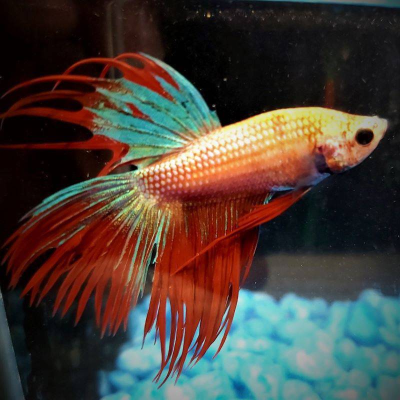 Male Betta Siamese Fighter Fish (#6) - Real Aquatics