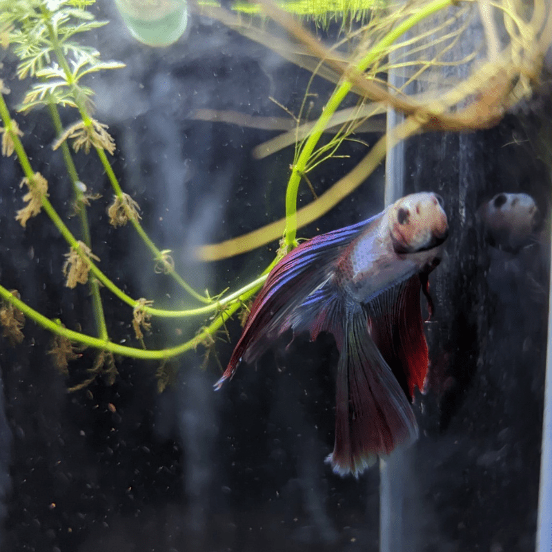 Male Betta Siamese Fighter Fish (#8) - Real Aquatics