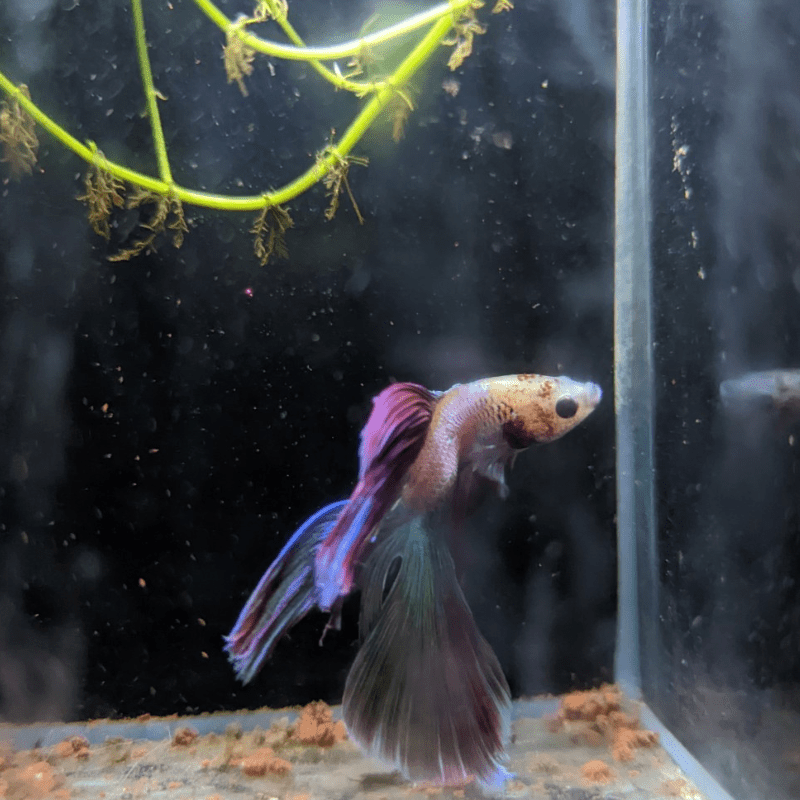 Male Betta Siamese Fighter Fish (#8) - Real Aquatics