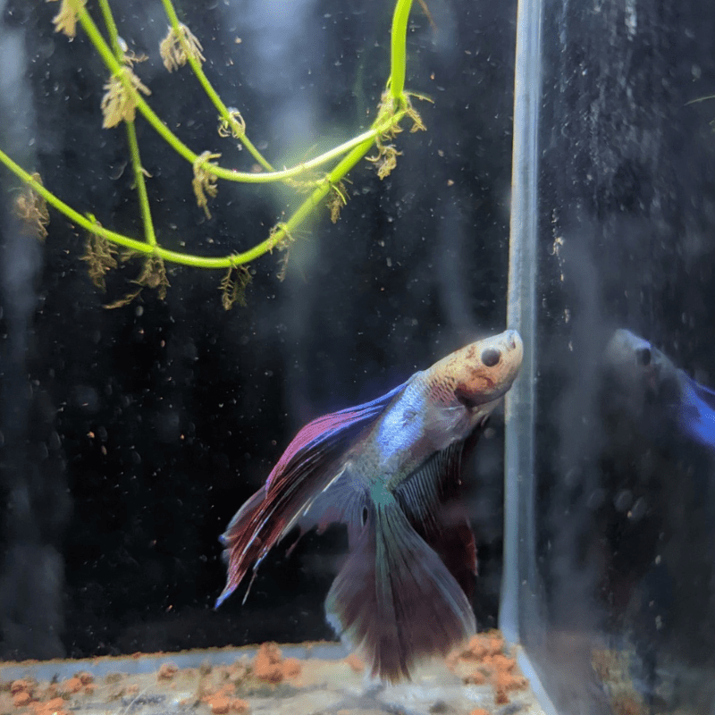 Male Betta Siamese Fighter Fish (#8) - Real Aquatics