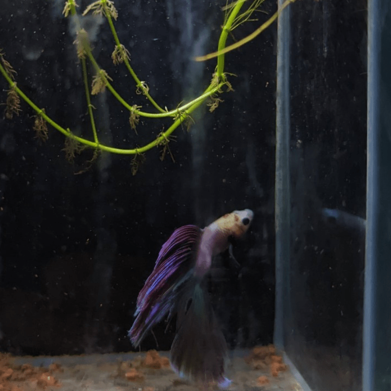 Male Betta Siamese Fighter Fish (#8) - Real Aquatics