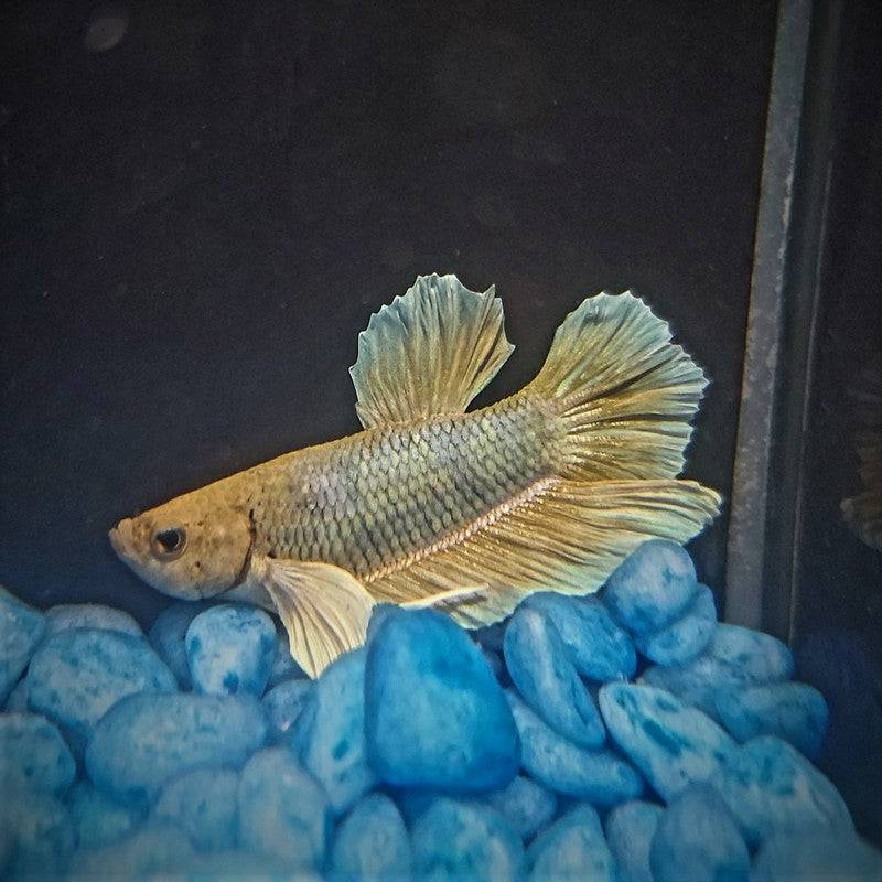 Male Betta Siamese Fighter Fish (#9) - Real Aquatics