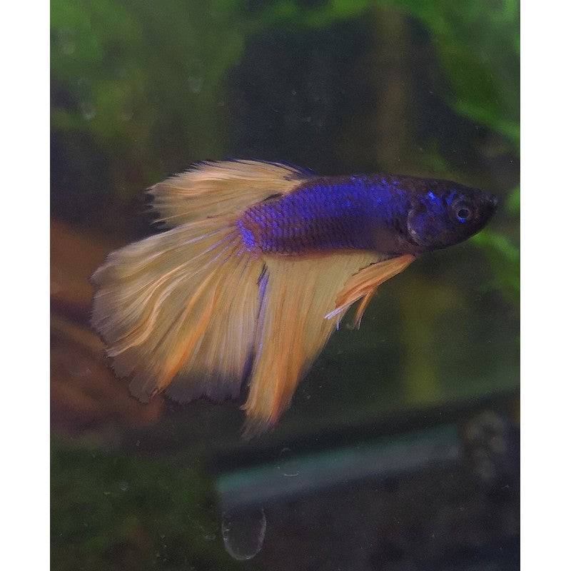 Male Mustard Veiltail Betta Siamese Fighting Fish - Real Aquatics