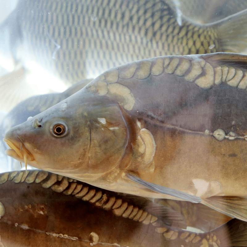 Mirror Carp 3-4" inches - Real Aquatics