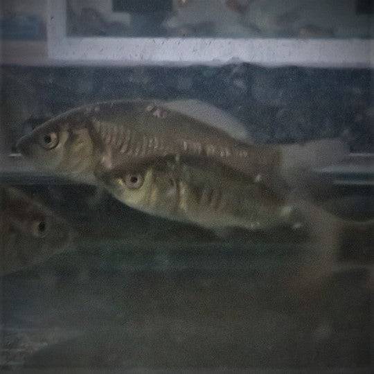 Mirror Carp 3-4" inches - Real Aquatics