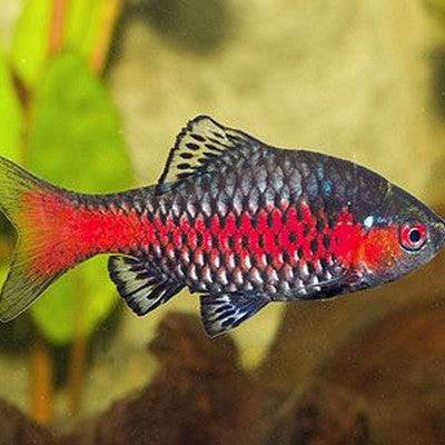 Odessa Barb - Real Aquatics