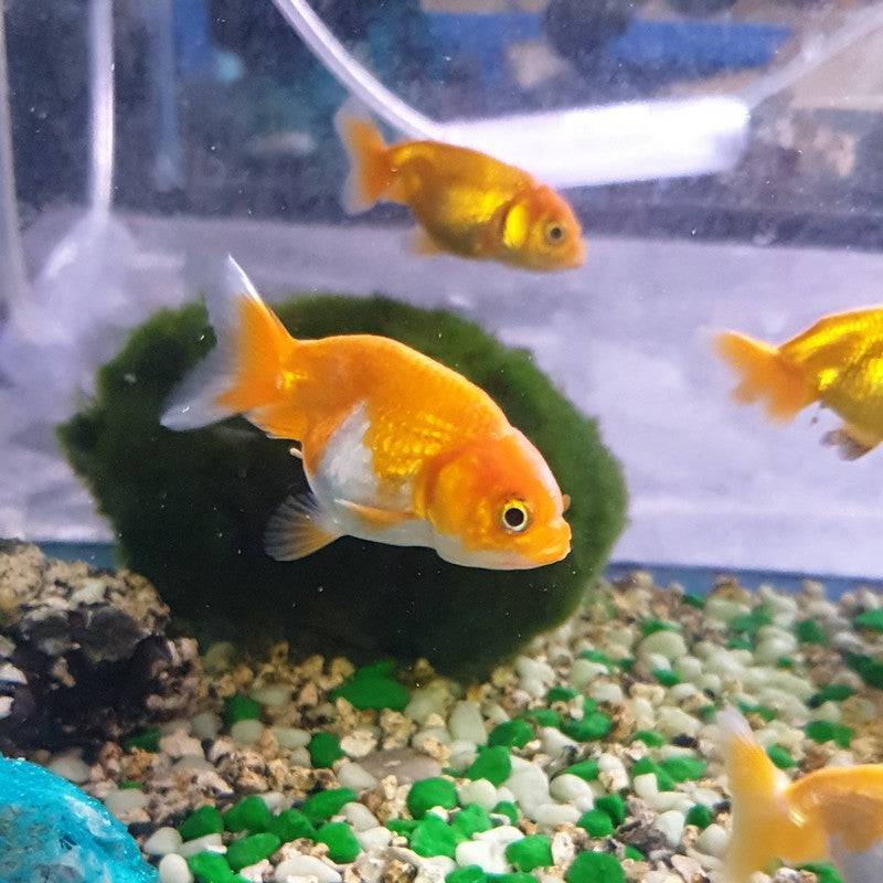 Orange and White Ranchu Fancy Goldfish - Real Aquatics