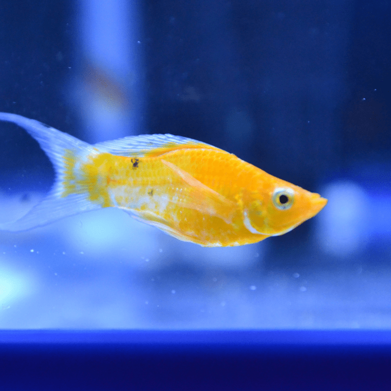 Orange Lyre Tail Molly - Real Aquatics