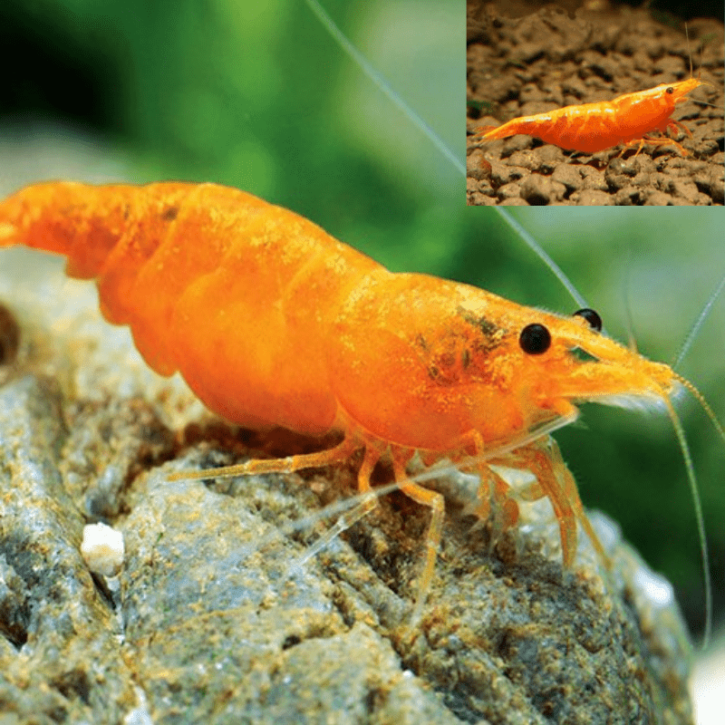 Orange Shrimp - Real Aquatics