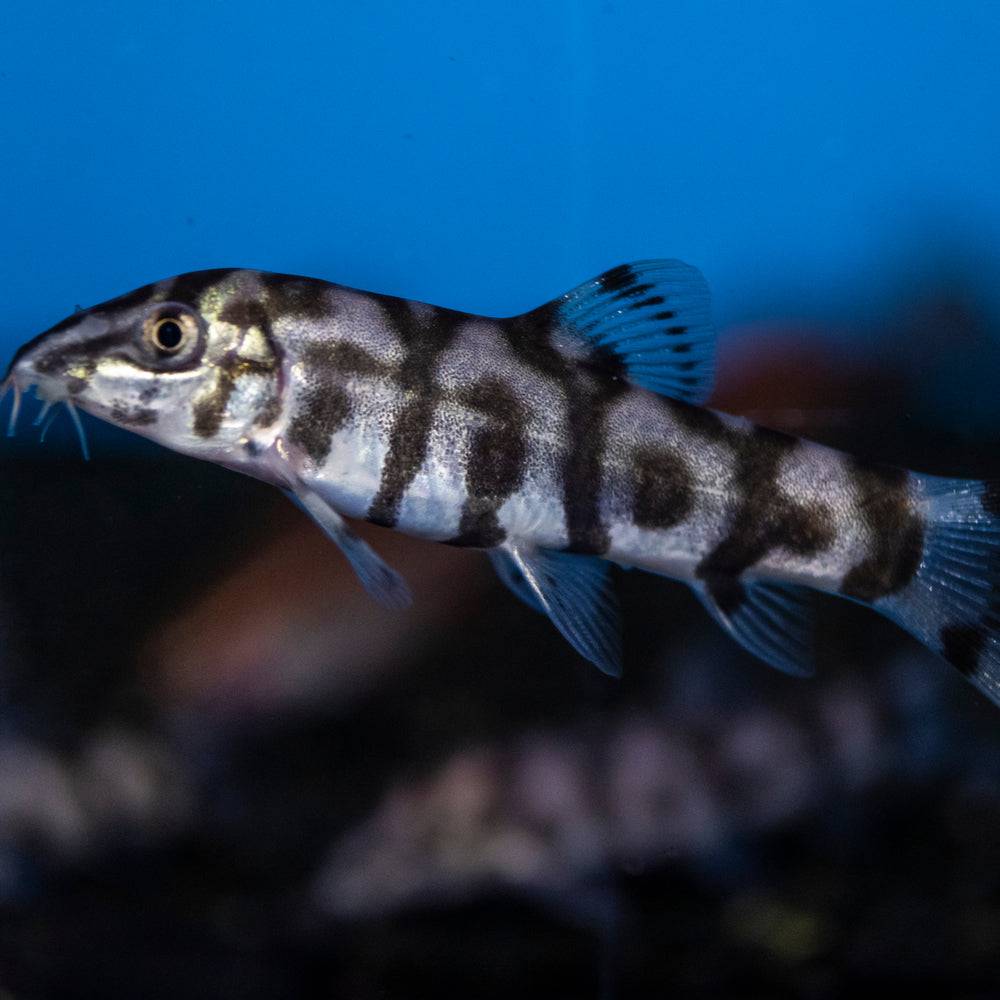 Pakistani Yo-Yo Loach - Real Aquatics