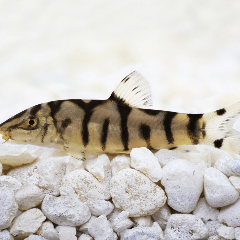 Pakistani Yo-Yo Loach - Real Aquatics