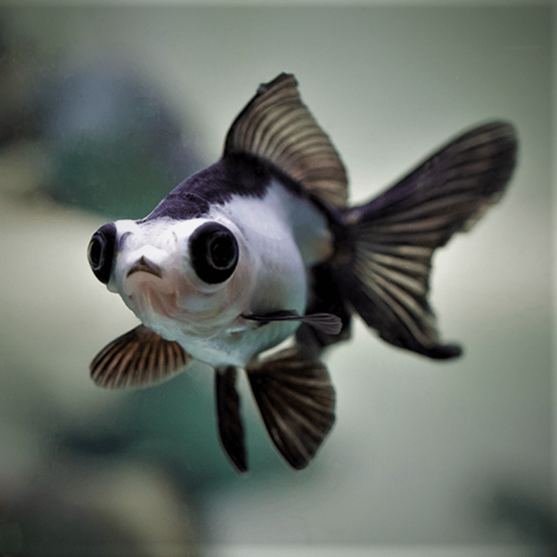 Panda Moor Goldfish 1-2" - Real Aquatics