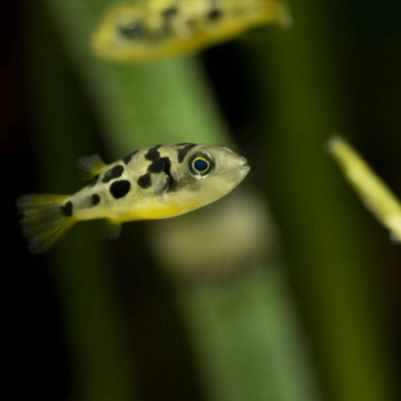 Pea Puffer Pufferfish - Real Aquatics