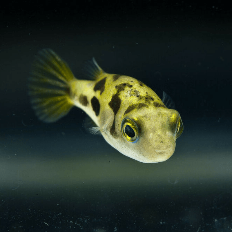 Pea Puffer Pufferfish - Real Aquatics