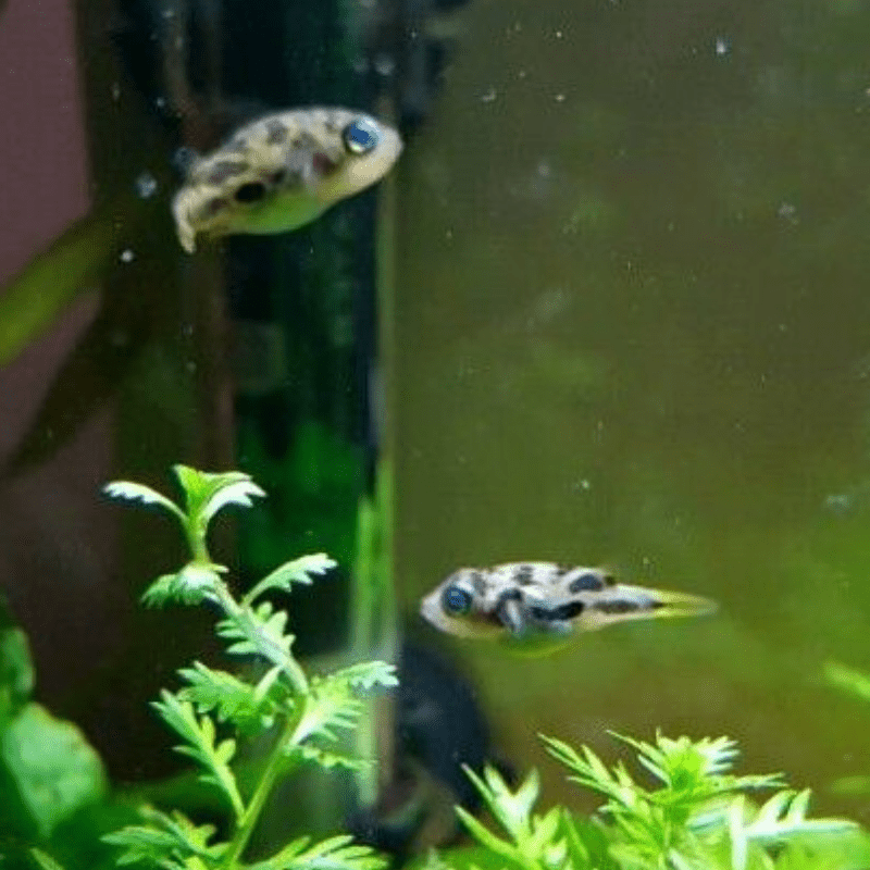 Pea Puffer Pufferfish - Real Aquatics