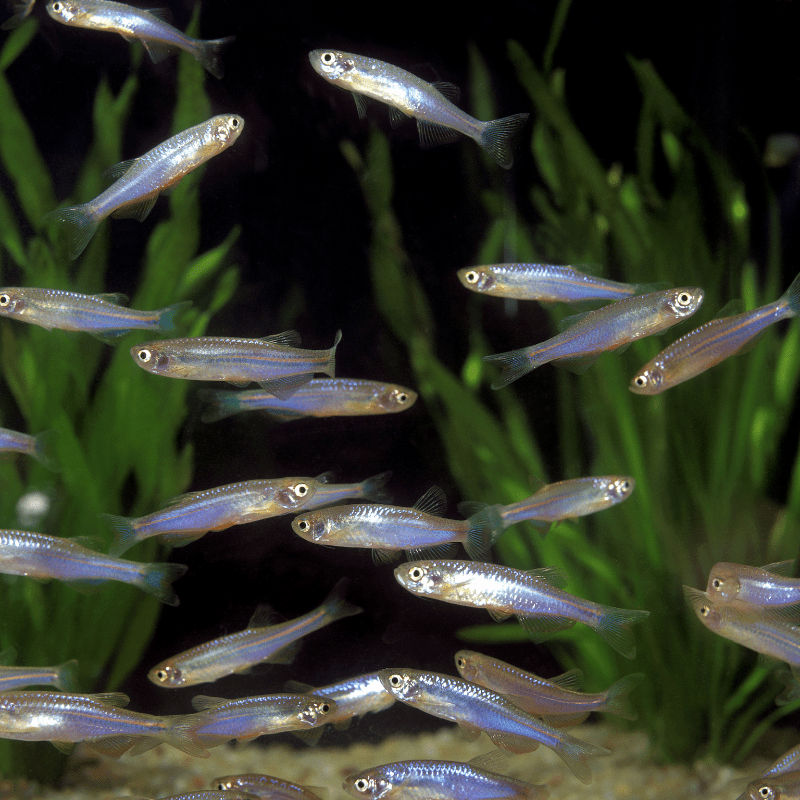 Pearl Danio - Real Aquatics