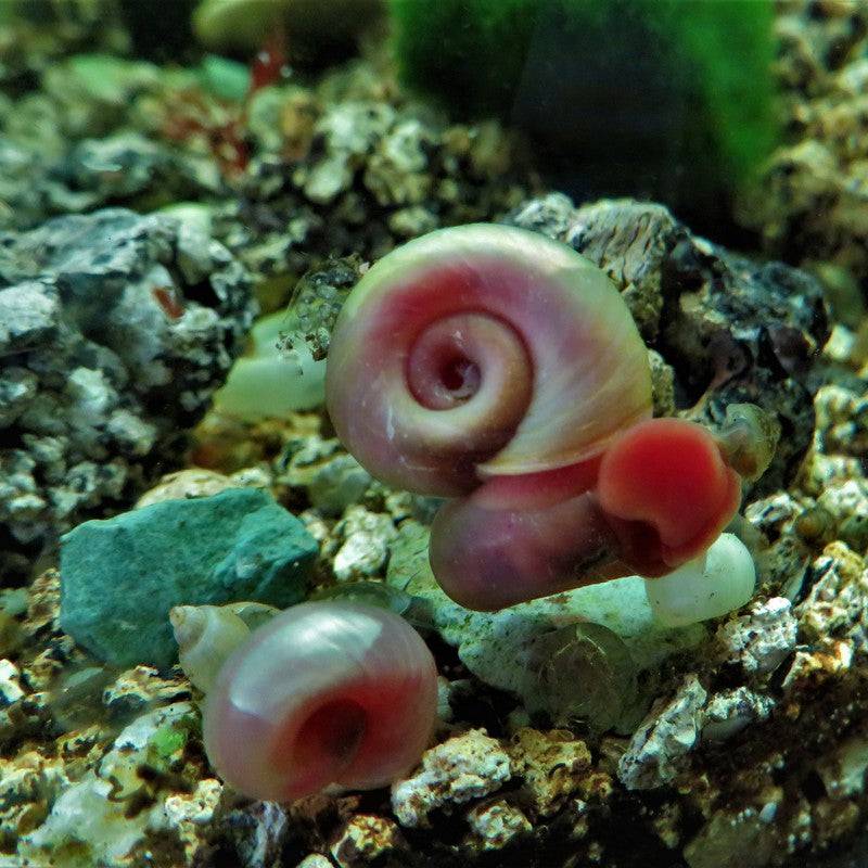 Pearl Pink Ramshorn Rams Horn Snail - Real Aquatics