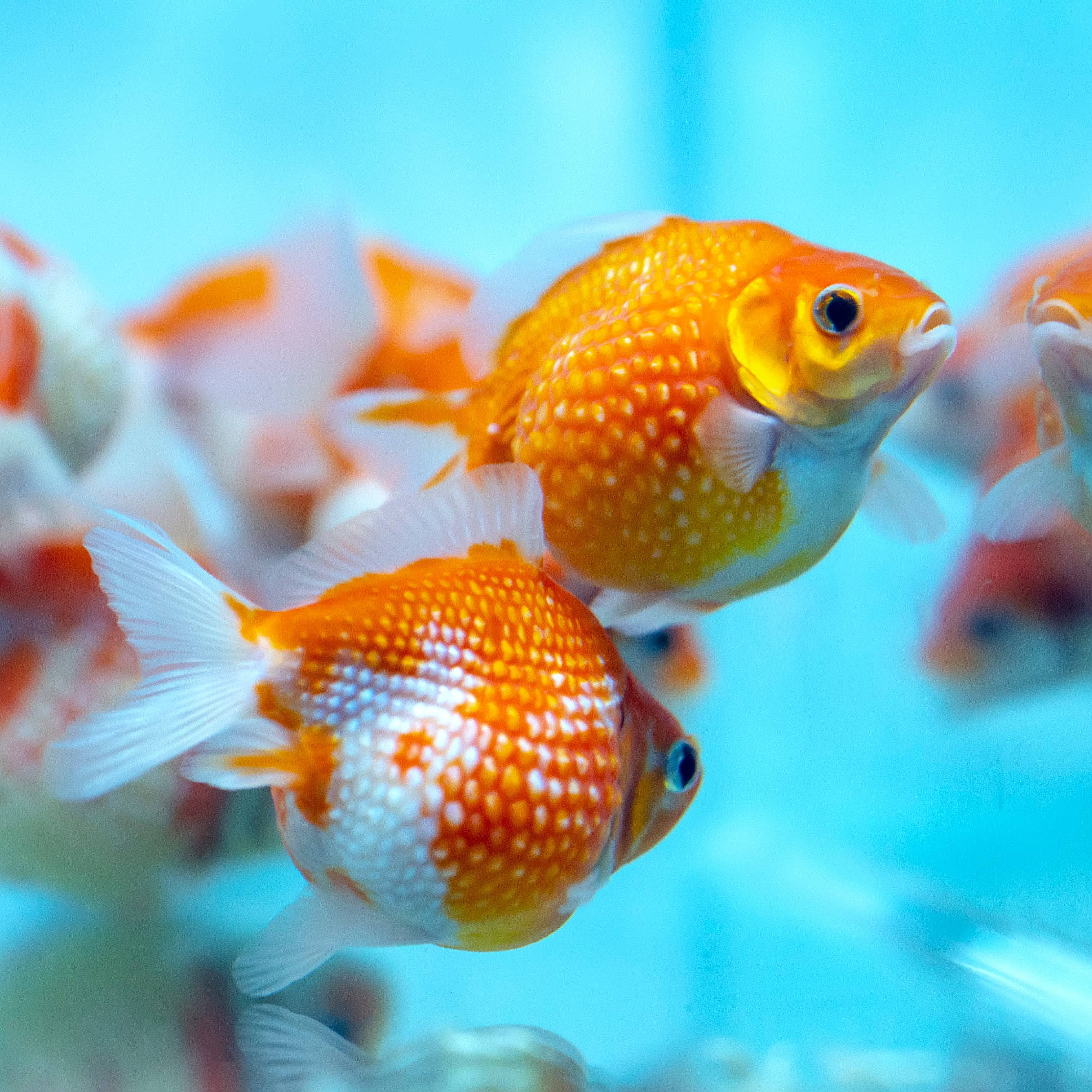 Pearlscale Goldfish 2-3" - Real Aquatics