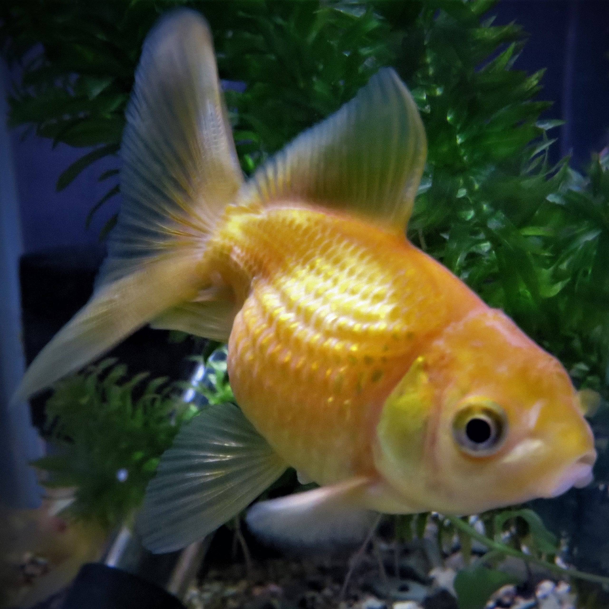 Pearlscale Goldfish 3-4" - Real Aquatics