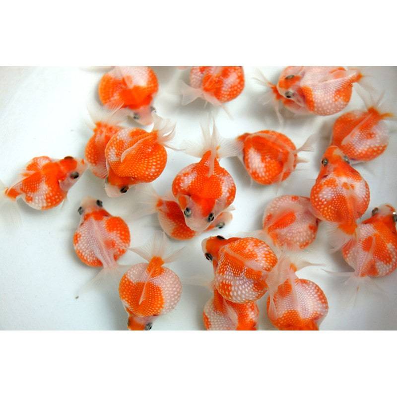 Pearlscale Goldfish 3-4" - Real Aquatics