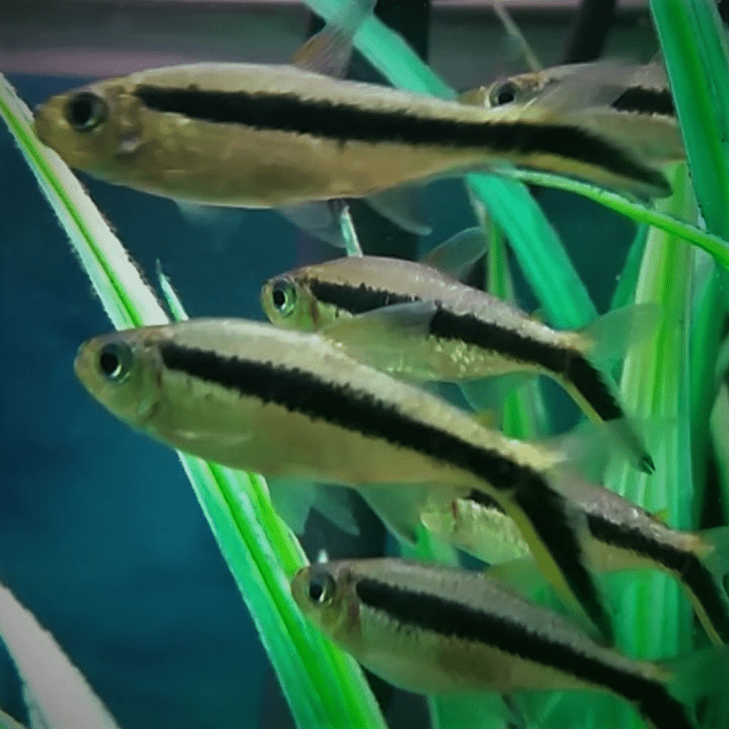 Penguin Tetra - Real Aquatics