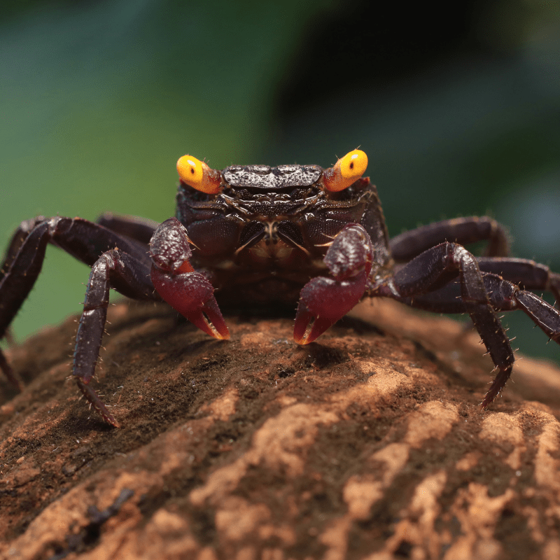 Purple Vampire Crab - Real Aquatics