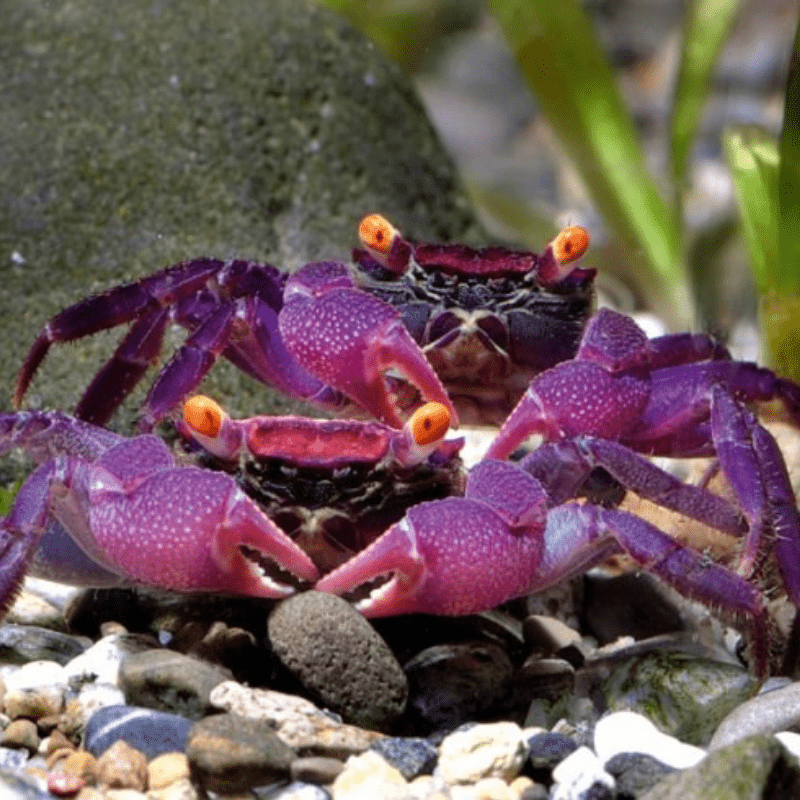 Purple Vampire Crab - Real Aquatics