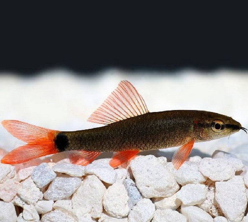 Rainbow Shark Medium - Real Aquatics