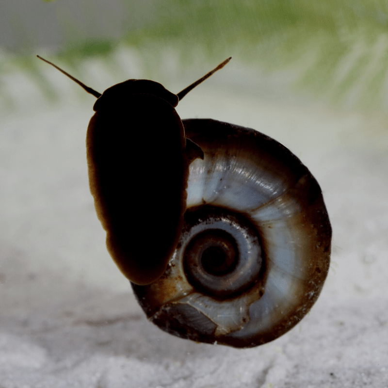 Ramshorn Snails for Ponds - Real Aquatics