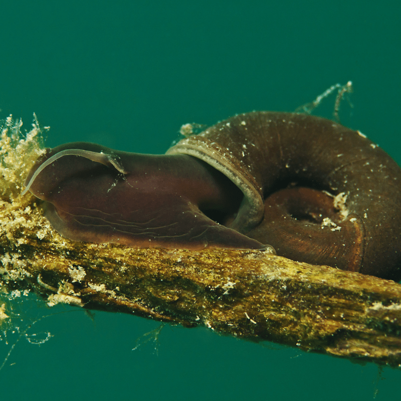 Ramshorn Snails for Ponds - Real Aquatics