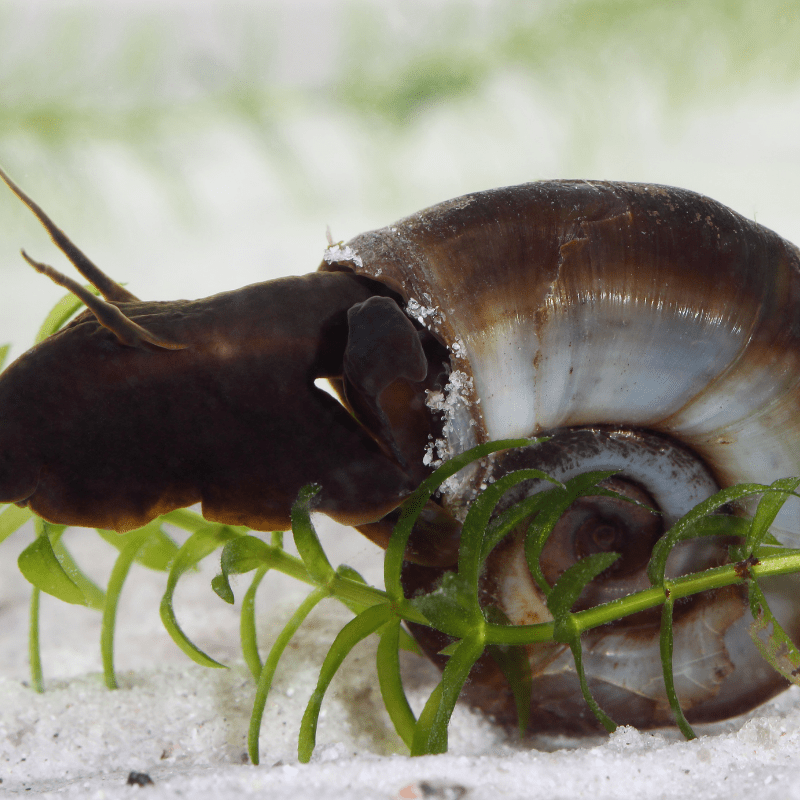 Ramshorn Snails for Ponds - Real Aquatics