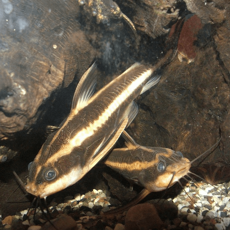 Raphael Striped Dora Catfish - Real Aquatics