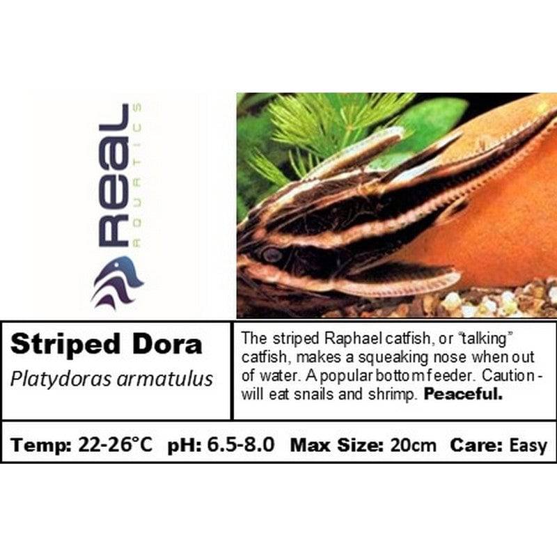 Raphael Striped Dora Catfish - Real Aquatics