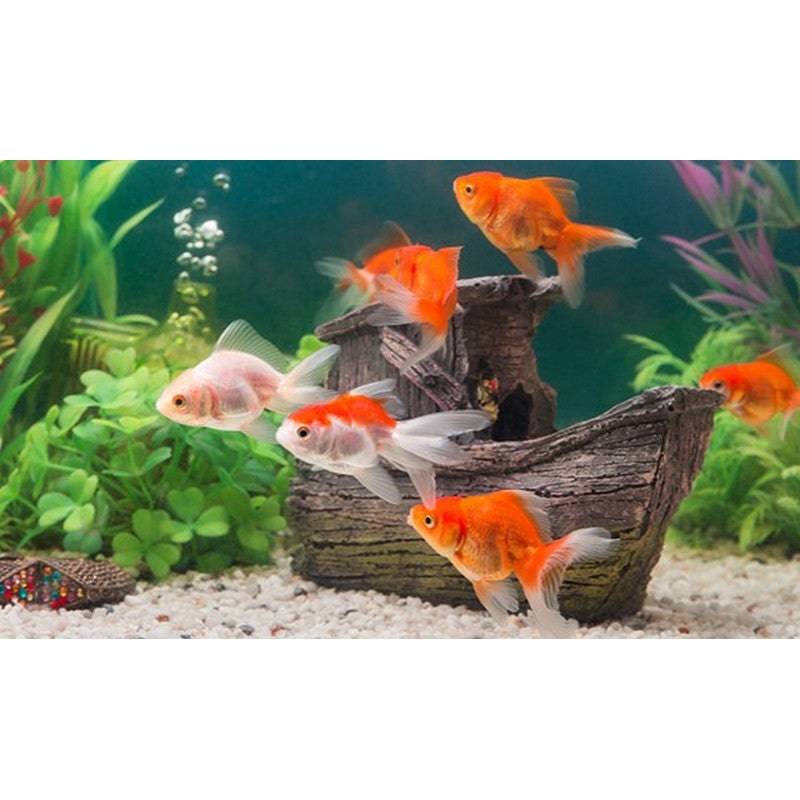 Red and White Fantail Fancy Goldfish 1-2"