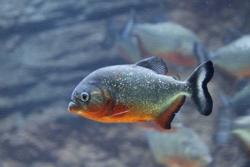 Red Bellied Piranha - Real Aquatics