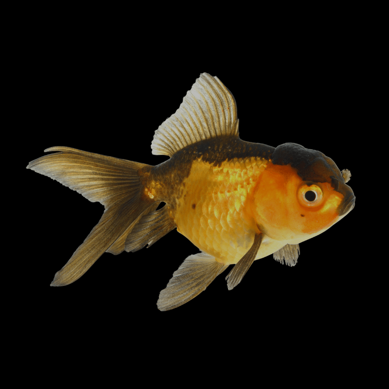 Red & Black Oranda Goldfish 2-3" - Real Aquatics