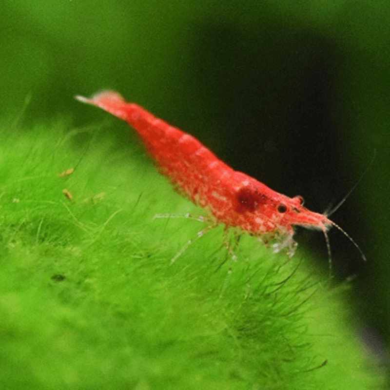 Red Cherry Shrimp - Real Aquatics