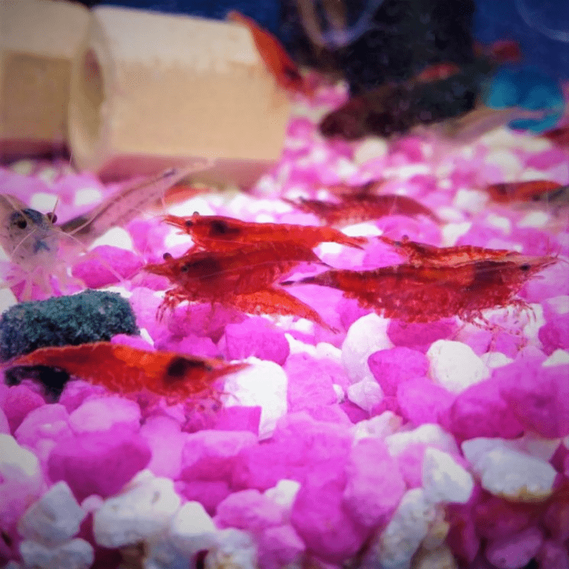 Red Cherry Shrimp - Real Aquatics