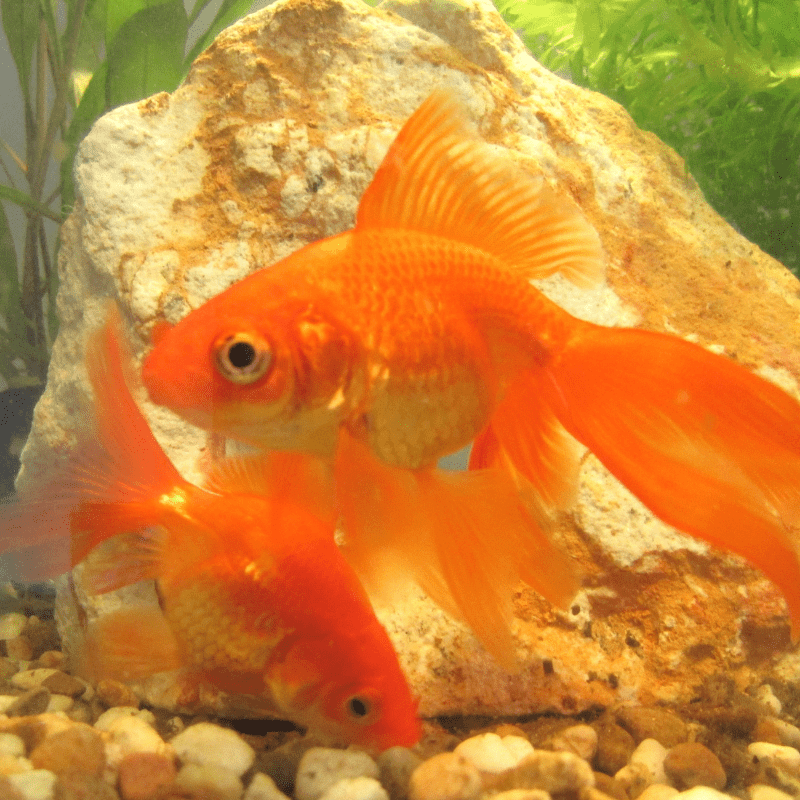 Red Fantail Goldfish 1-2"